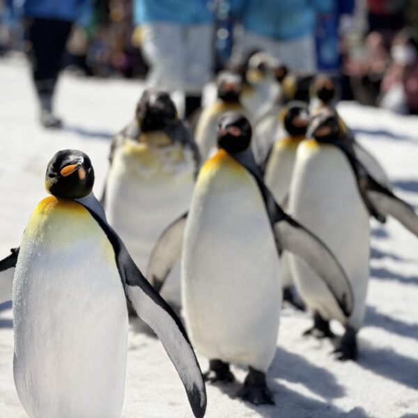 Explore Asahiyama Zoo in Hokkaido – A Unique Wildlife Experience in Japan